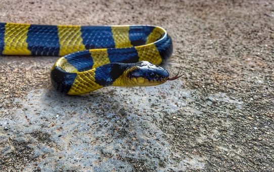 COVID as “Snake-Venom” – just another conspiracy theory?